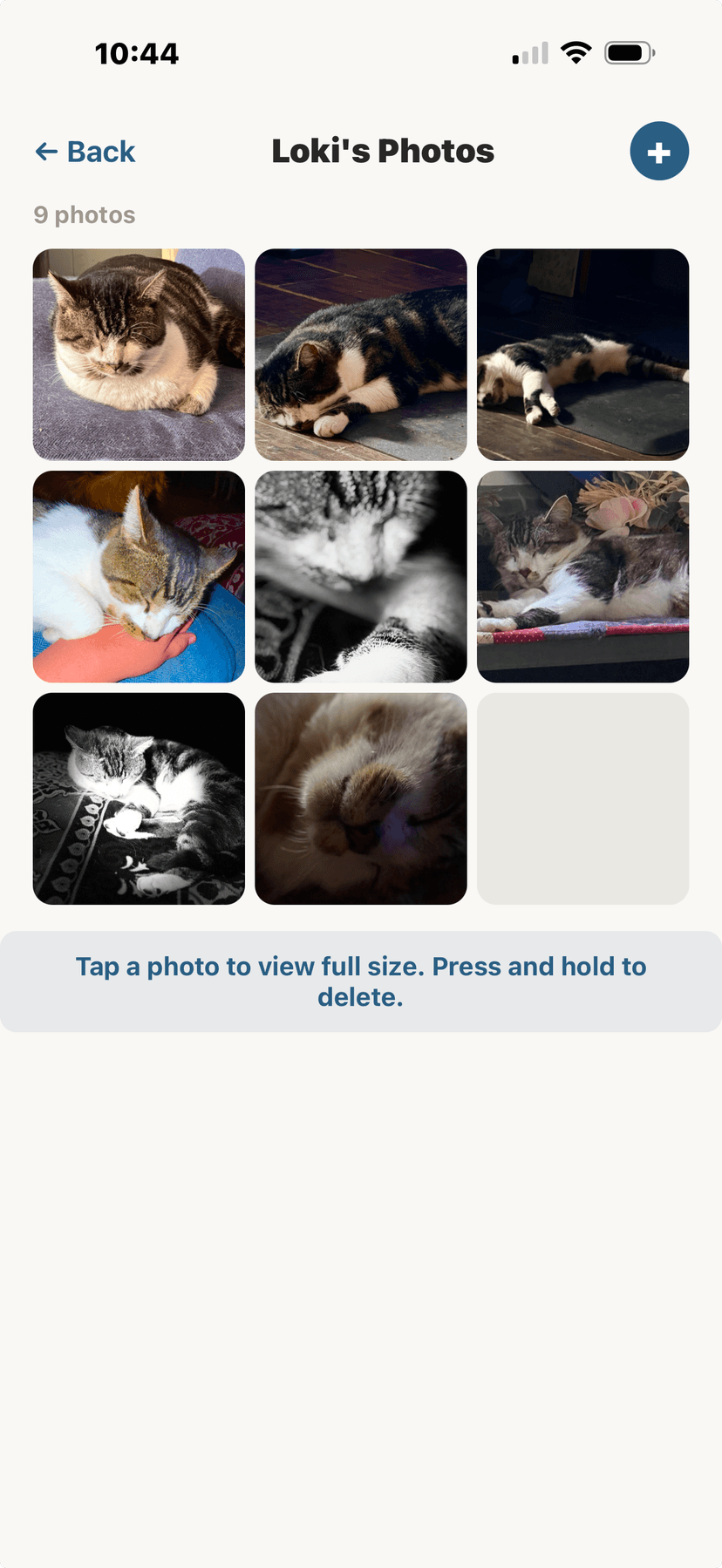 Photo gallery timeline for your animal